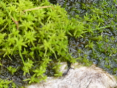 Sphagnum truncatum