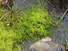 Sphagnum truncatum