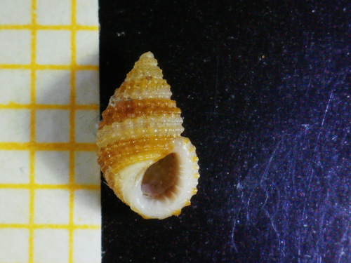 Representative image of Alvania cimex