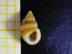 Alvania cimex