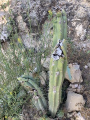 Trichocereus bridgesii