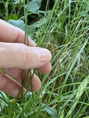 Carex tetrastachya