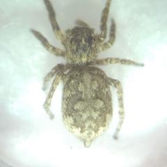 Attulus dzieduszyckii