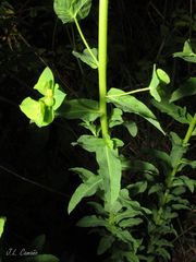Euphorbia hirsuta