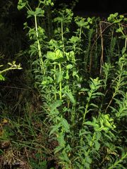 Euphorbia hirsuta