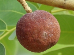 Detarium microcarpum