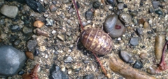 Armadillidium vulgare
