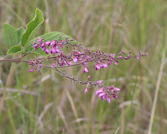 Pseudarthria hookeri hookeri