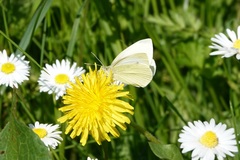 Pieris rapae