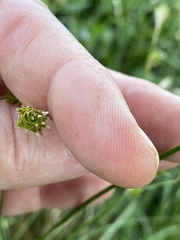 Carex tetrastachya