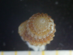 Alvania cimex