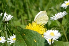 Pieris rapae