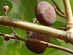 Detarium microcarpum