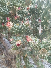 Cylindropuntieae