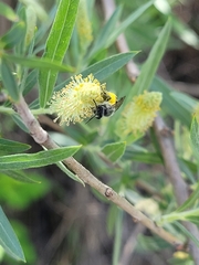 Lasioglossum sisymbrii