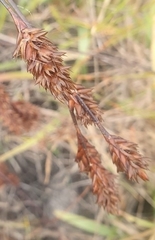 Thamnochortus spicigerus