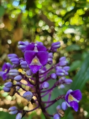 Dichorisandra procera