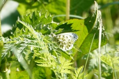 Anthocharis cardamines