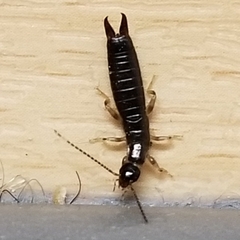 Euborellia cincticollis