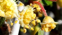 Cercocarpus betuloides betuloides