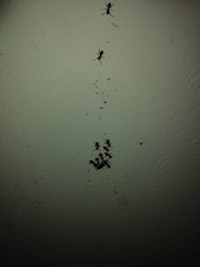 Technomyrmex jocosus