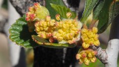 Cercocarpus betuloides betuloides