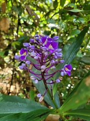 Dichorisandra procera