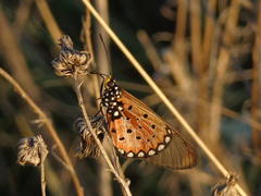 Acraea neobule neobule