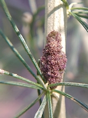 Aceria paracalifornica