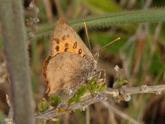 Chrysoritis chrysaor