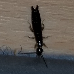 Euborellia cincticollis