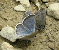 Celastrina asheri