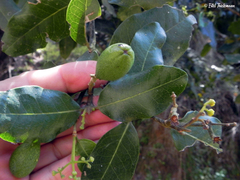 Beilschmiedia miersii