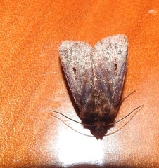 Austramathes purpurea