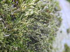 Cryphaea heteromalla