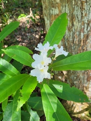 Cordia taguahyensis
