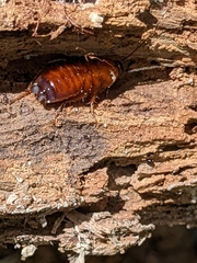 Parcoblatta virginica