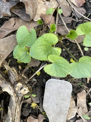 Viola sororia