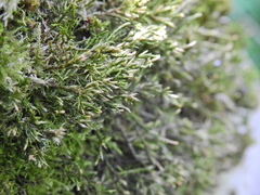 Cryphaea heteromalla