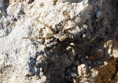 Arctosa perita