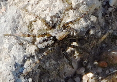 Arctosa perita