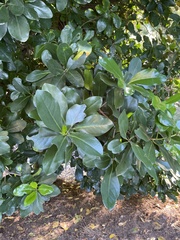 Corynocarpus laevigatus