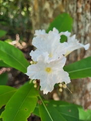 Cordia taguahyensis