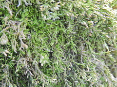 Cryphaea heteromalla