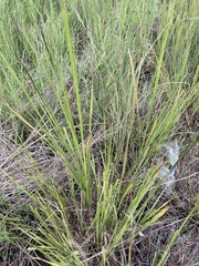 Poaceae