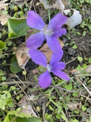 Viola sororia