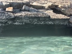 Saccostrea cuccullata