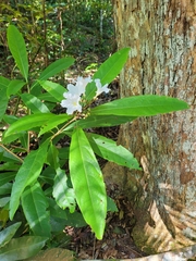 Cordia taguahyensis