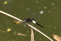 Pseudothemis zonata