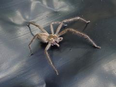 Palystes superciliosus